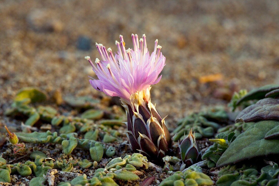 Knapweed (Centaurea aegialophila)