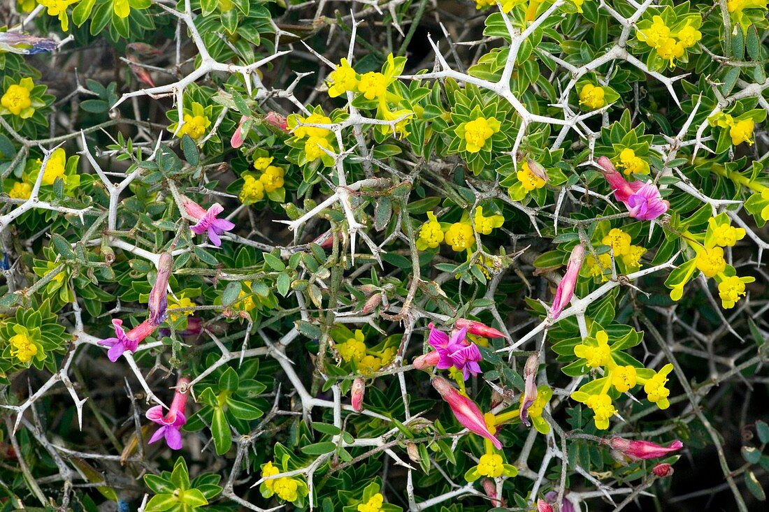 Cretan vetch flowers (Vicia cretica)