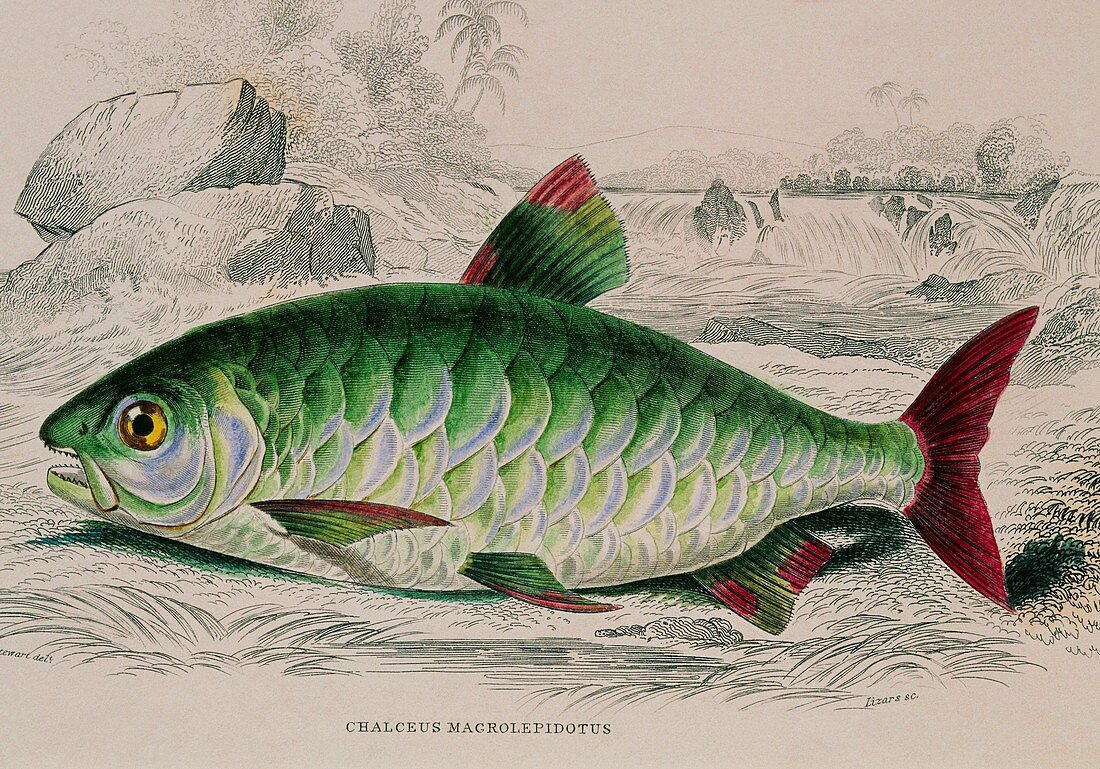 Chalceus fish,19th century artwork