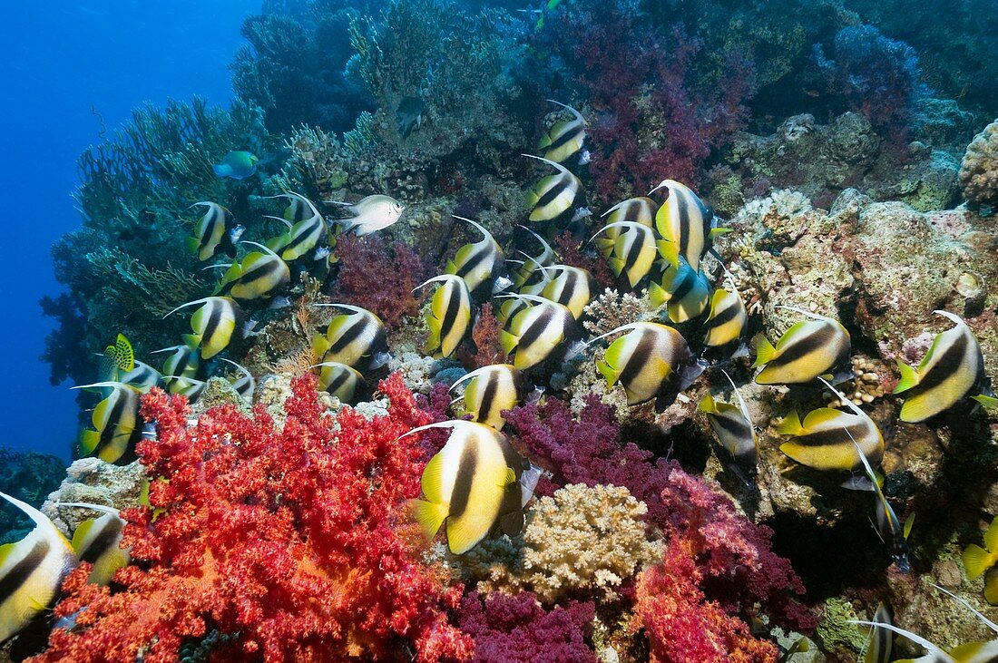 Red Sea bannerfish and soft corals