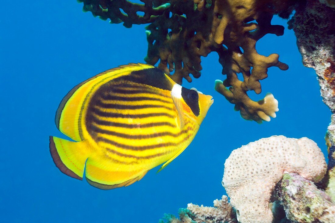 Red Sea racoon butterflyfish