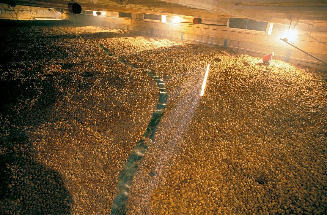 Frozen chip factory,stockpiled potatoes