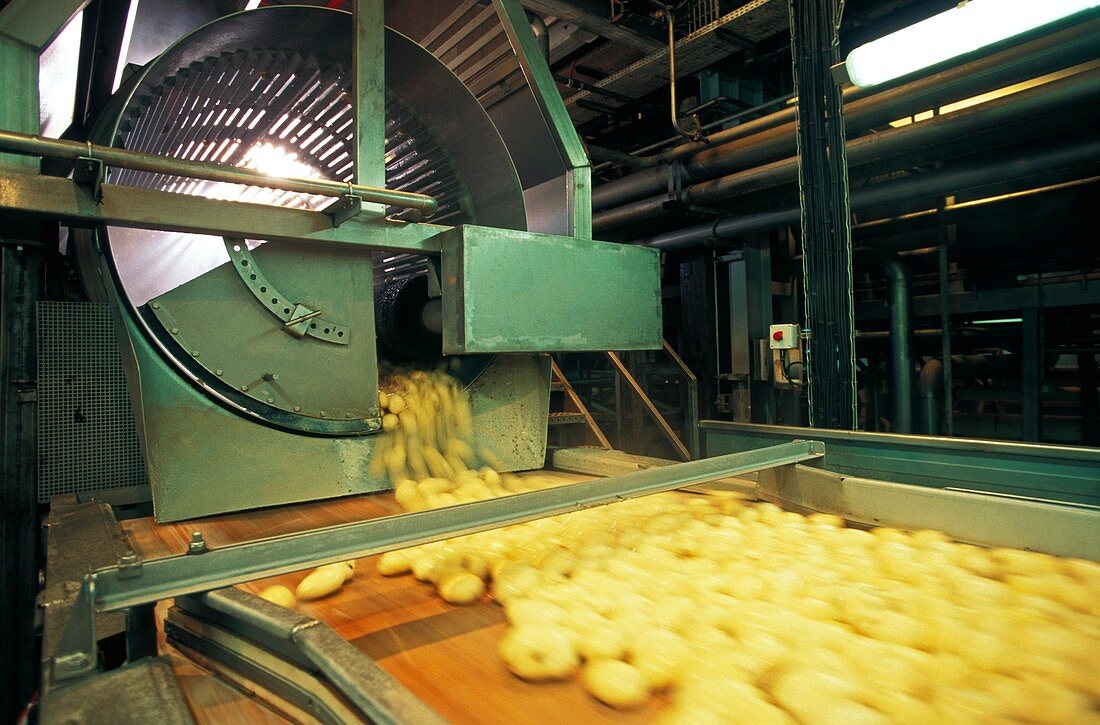 Frozen chip factory,washing and peeling