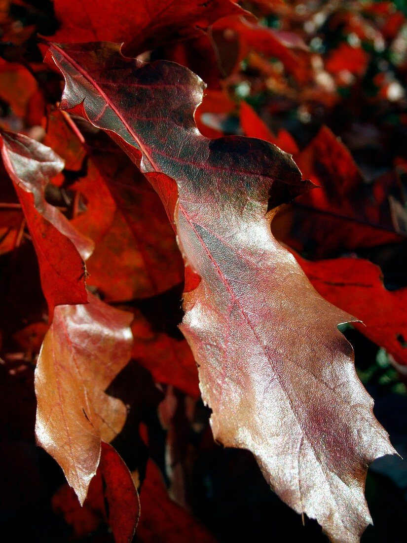 Quercus rubras (American Red Oak Leaf)