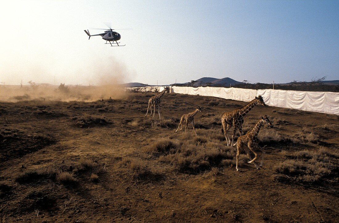 Giraffes being translocated