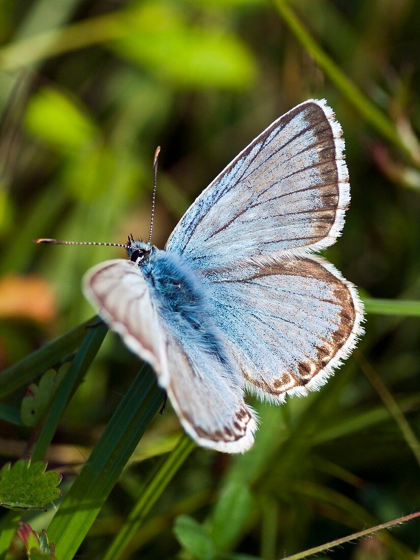Male Chalkhill Blue (Lysandra coridon)