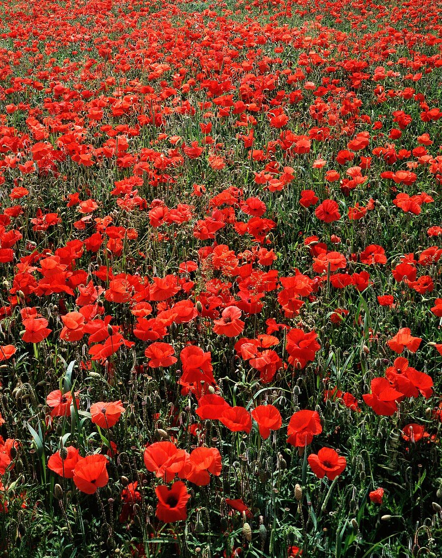 Field of red poppies