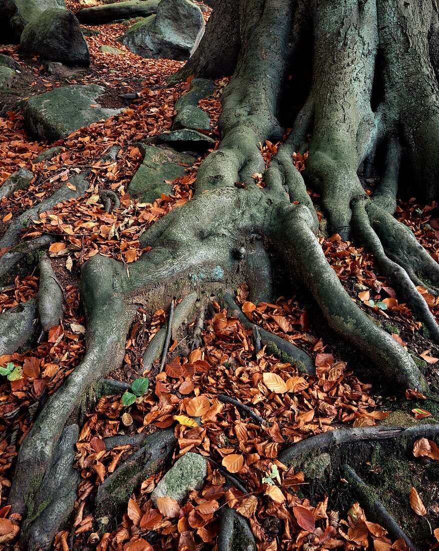 Tree roots of a beech tree