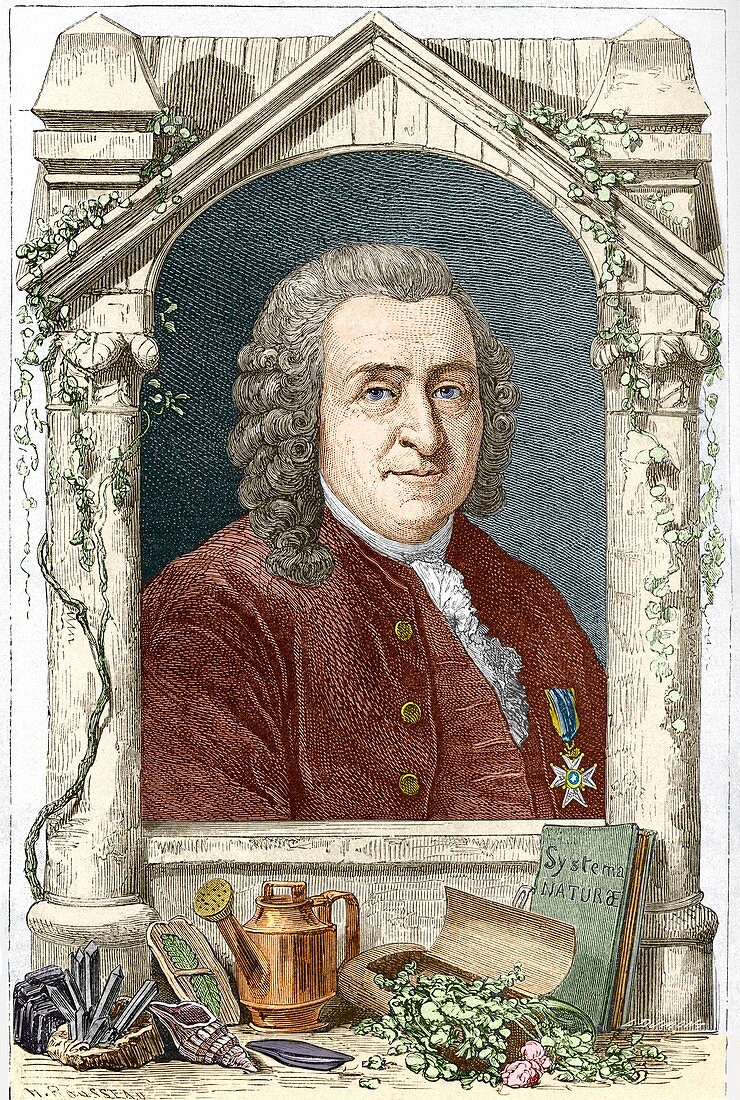 Carl Linnaeus,Swedish botanist