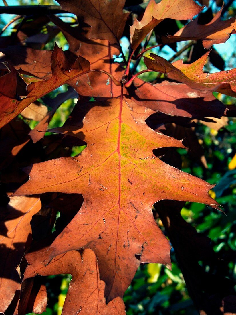American Red Oak Leaf (Quercus rubras)