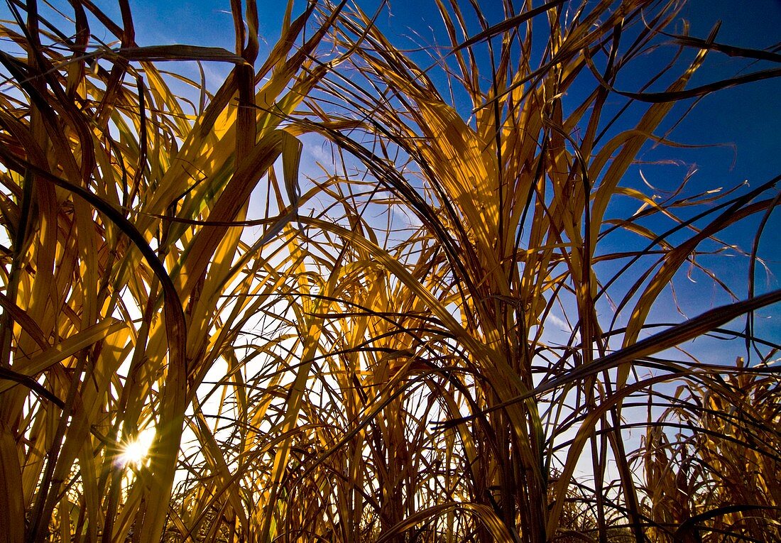 Miscanthus in field