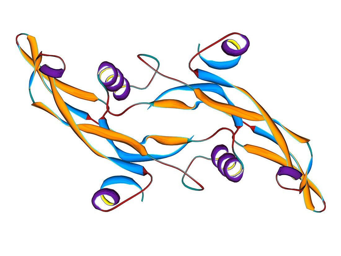TGF beta three,molecular model