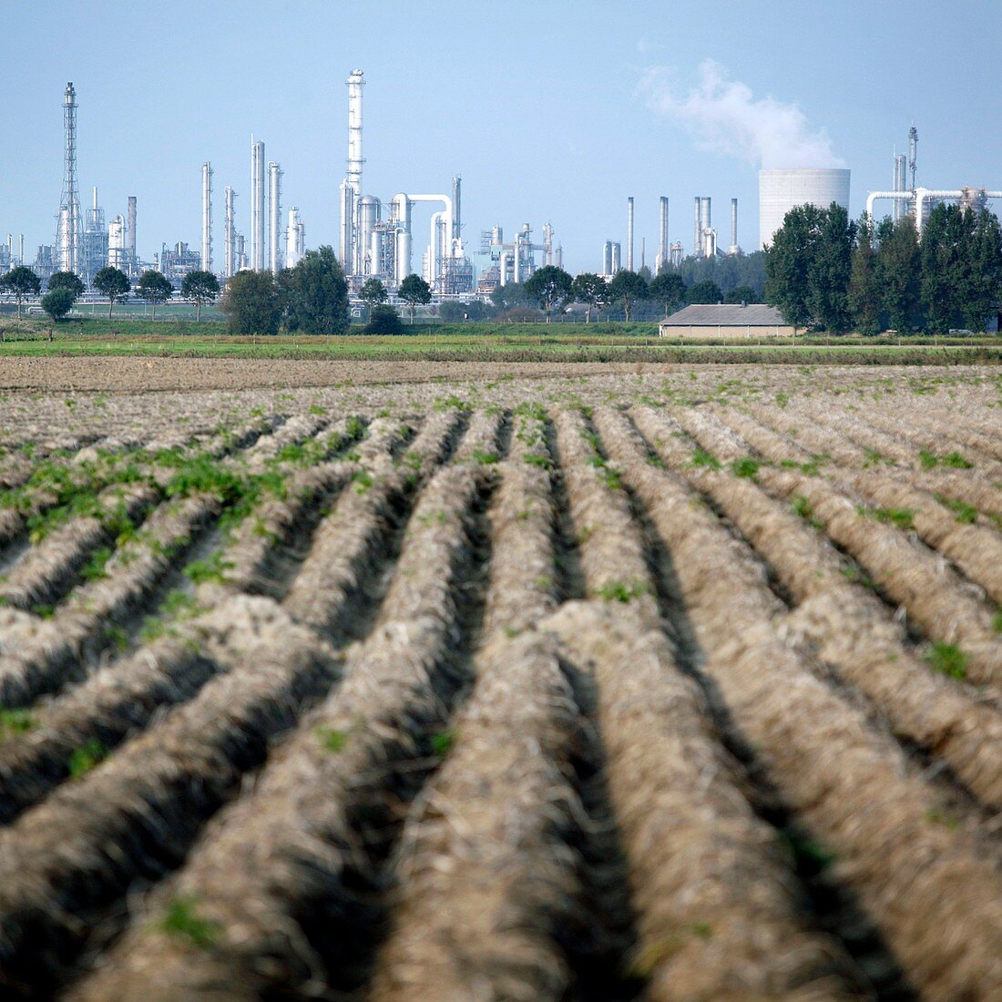 Agriculture next to a chemical plant
