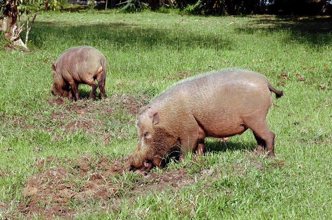 Bearded pigs foraging