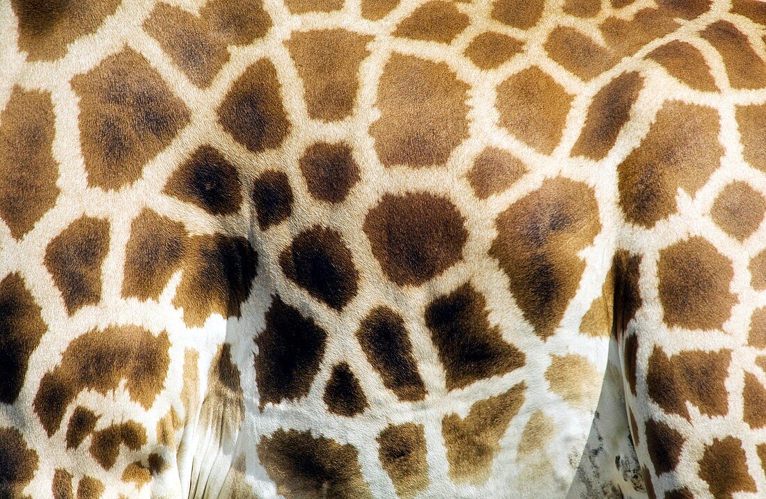 West African giraffe