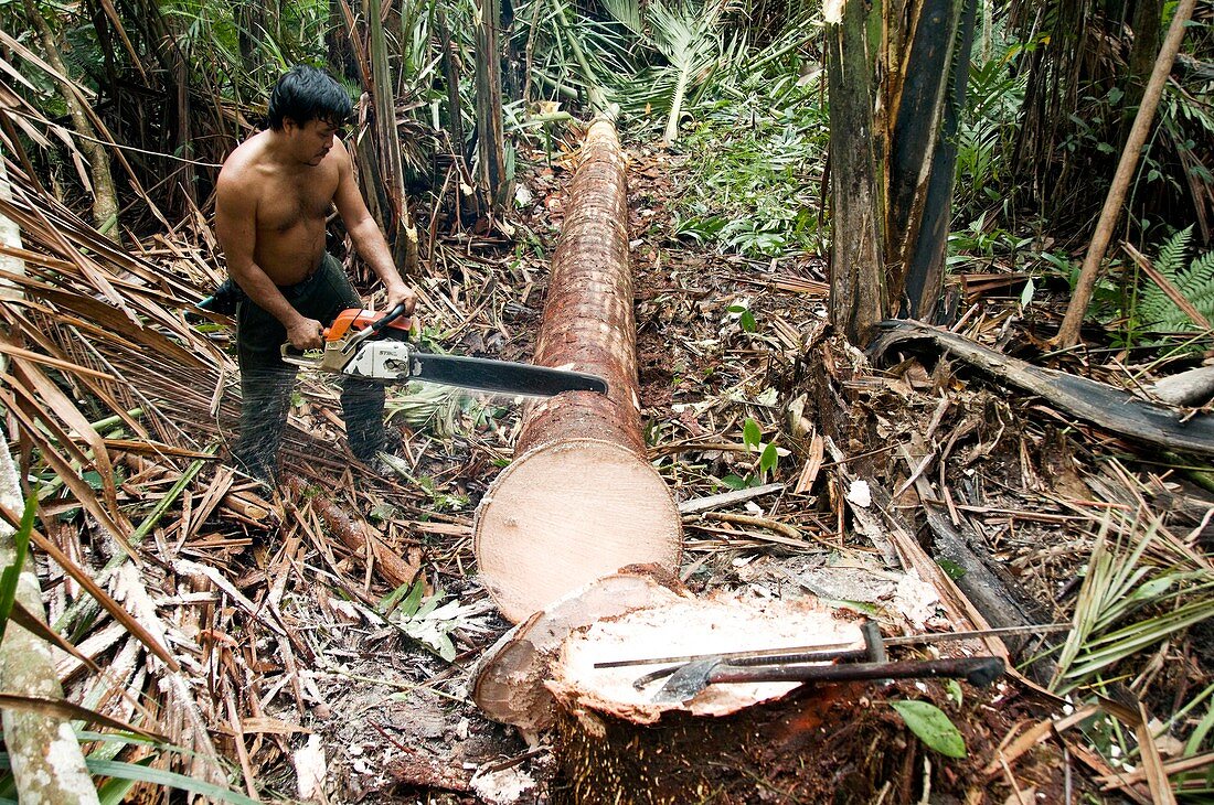 Preparing sago palm logs,Borneo