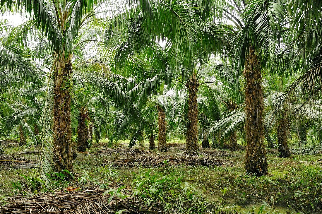 Oil palm plantation,Borneo