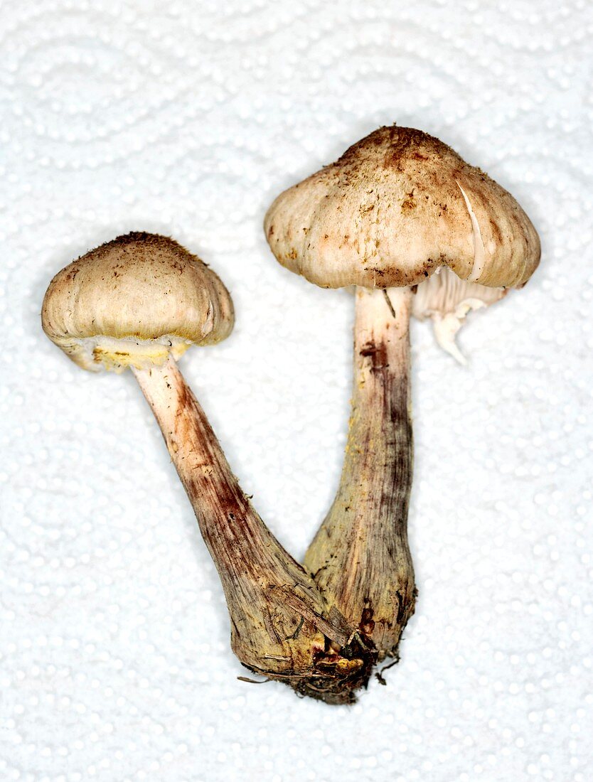 Two edible mushroom