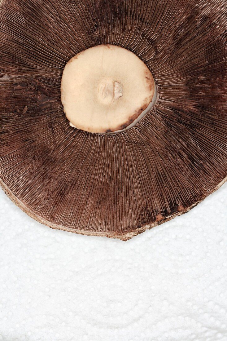 Horse Mushroom (Agaricus Arvensis)