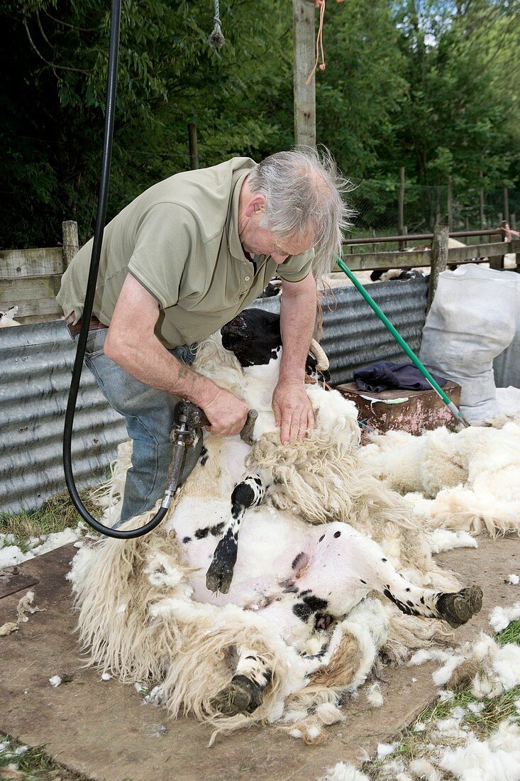 Shepherd shearing sheep