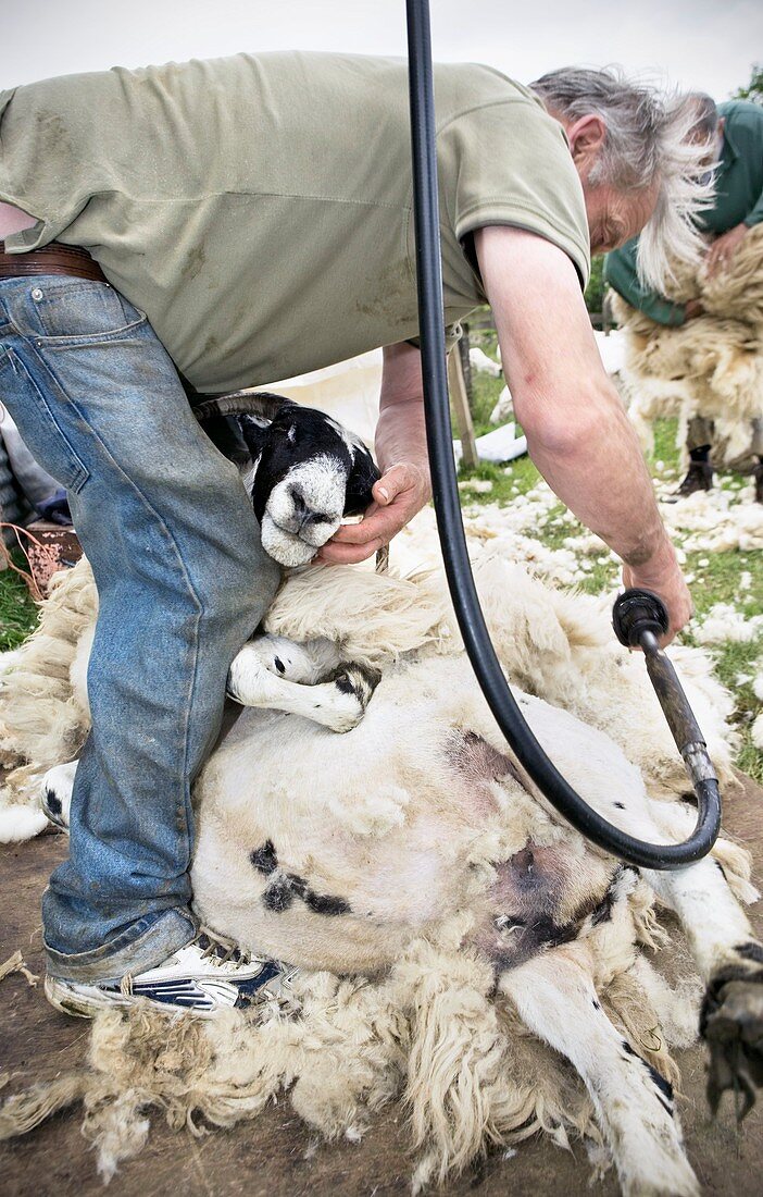 Shepherd shearing sheep