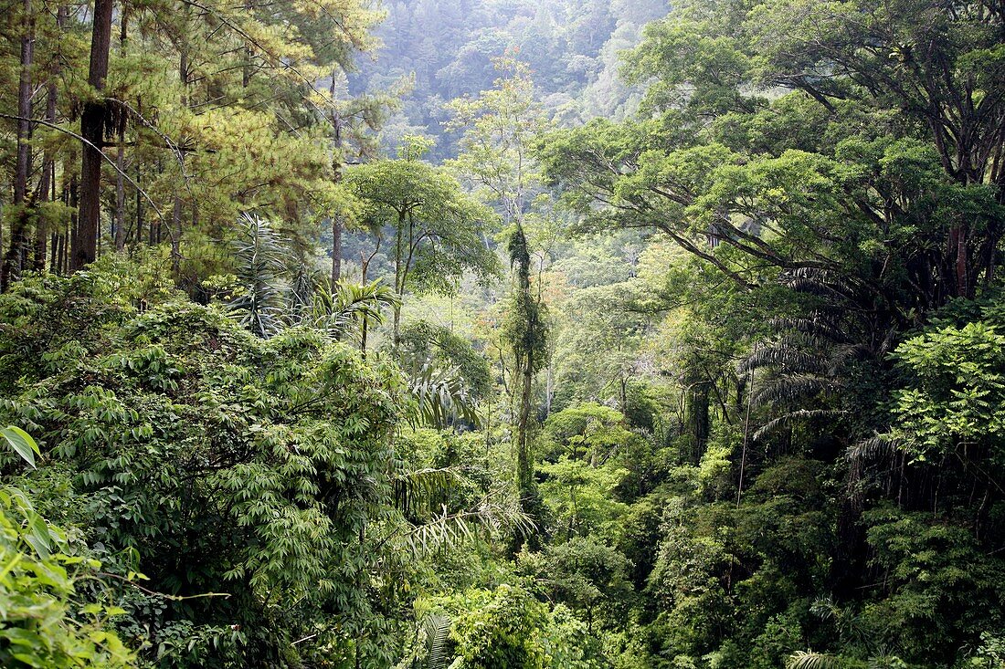 Dense trees in jungle
