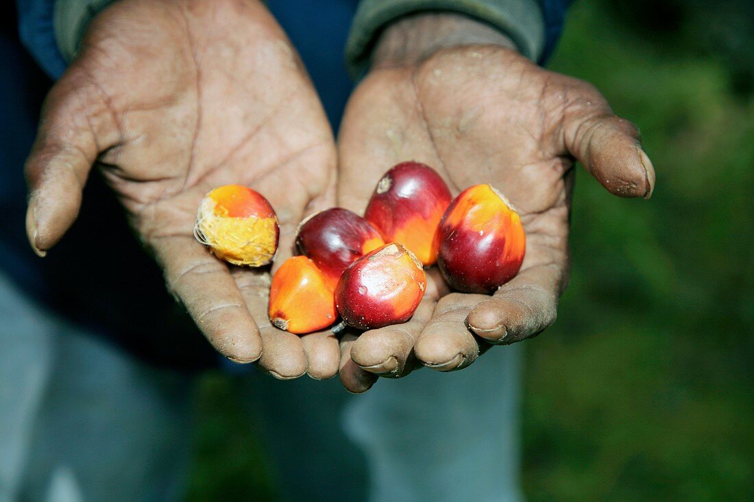 Small fruits in cupped hands