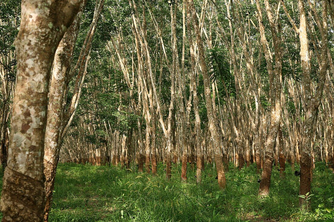 Rubber trees (Hevea brasiliensis)