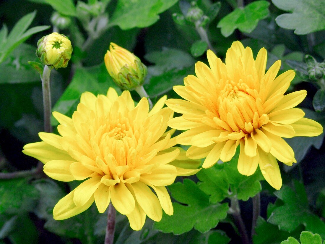 Chrysanthemum Action Yellow (hardy)