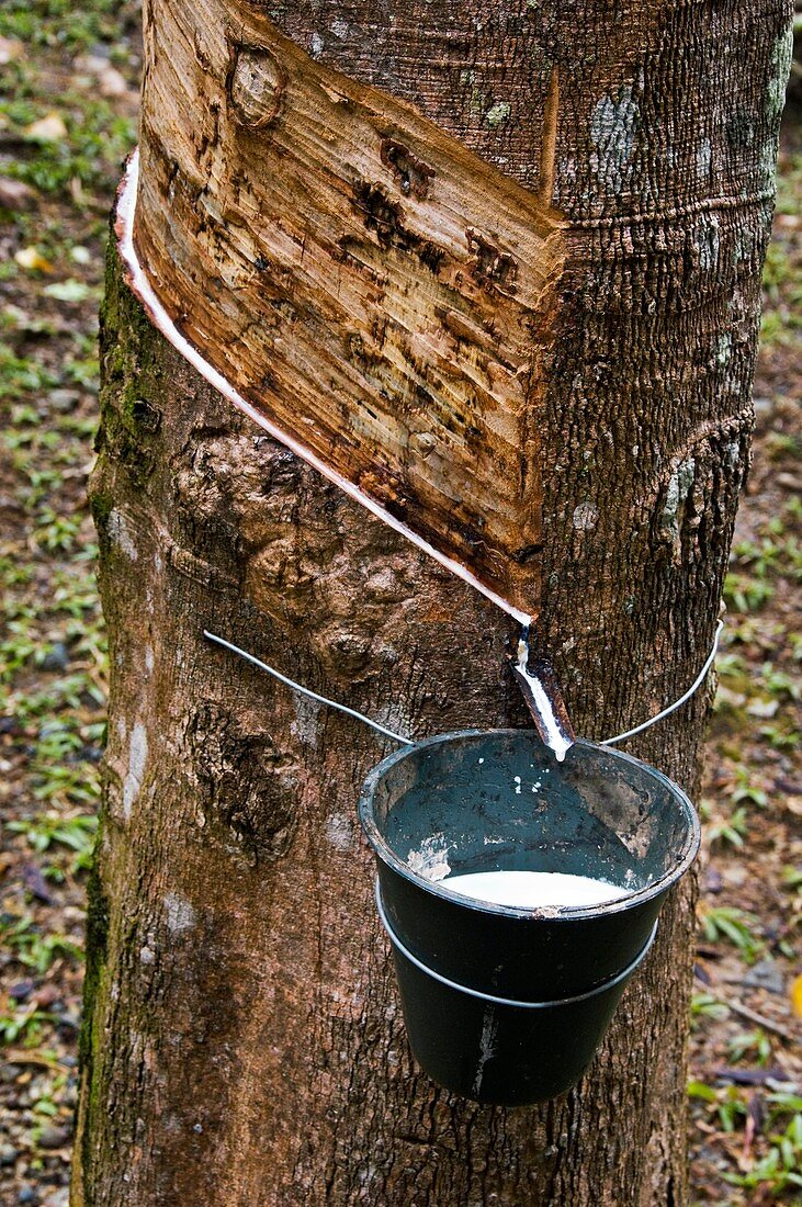 Tapped rubber tree