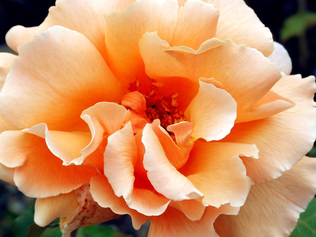 Close-up of a Rosa Glenfiddich