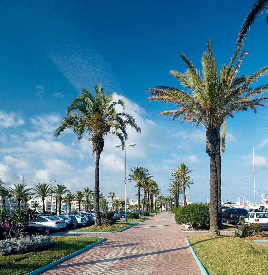 Pavement lined with palm trees,Spain