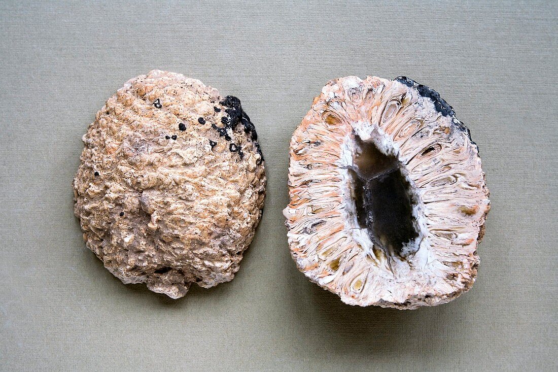 Fossil pinecones