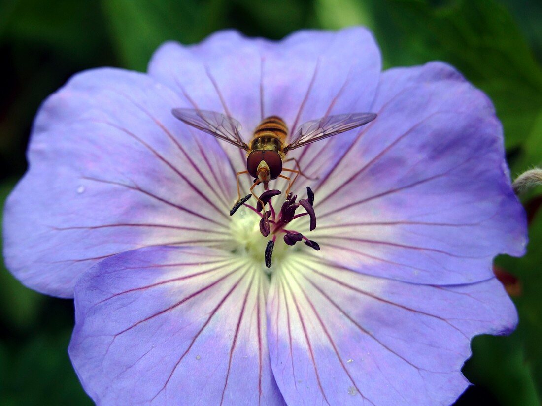 Hover Fly Voluceila Syrphus