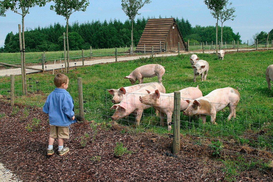 Boy at a pig farm