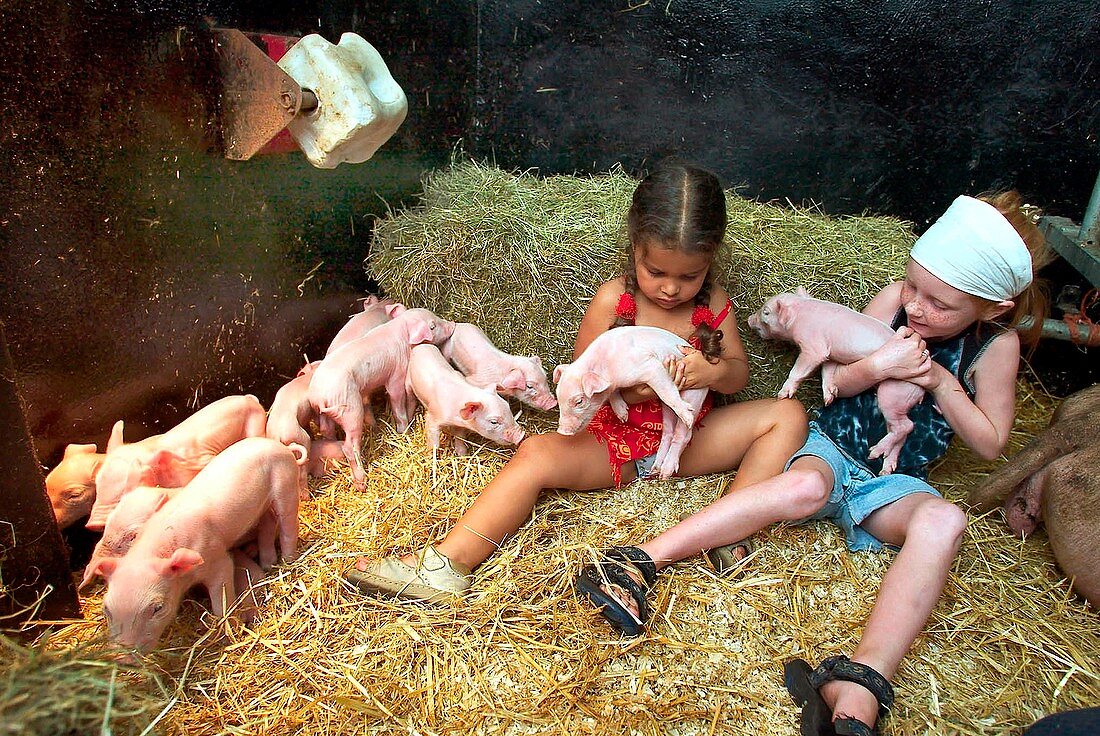 Children at a pig farm