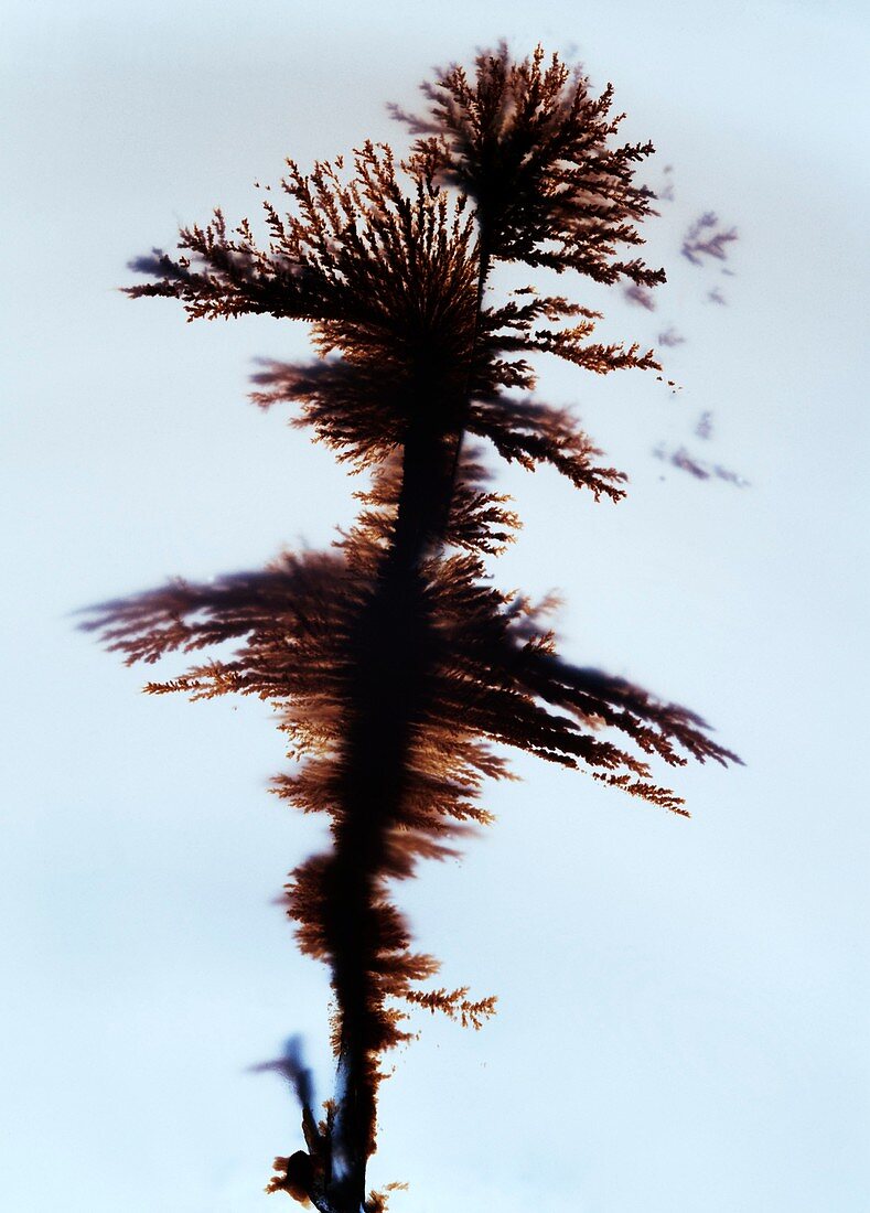 Dendritic precipitation in an agate