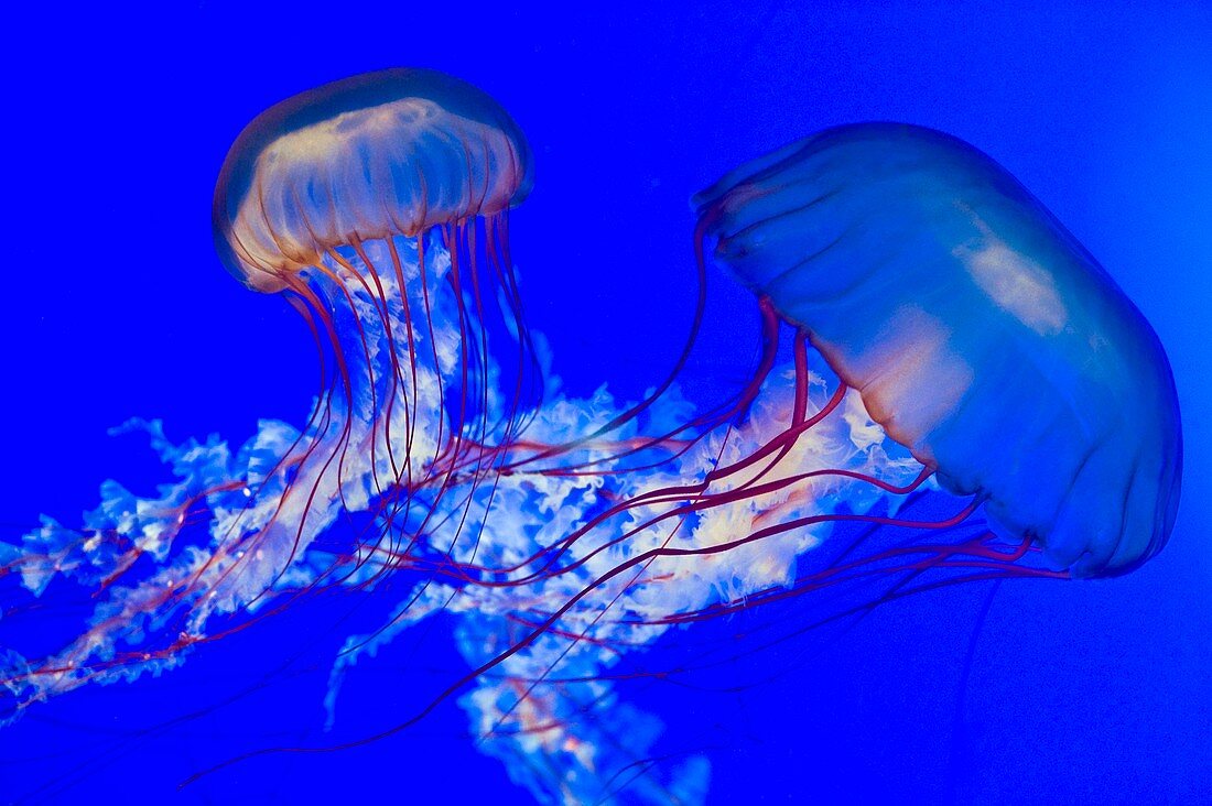 Brown jellyfish