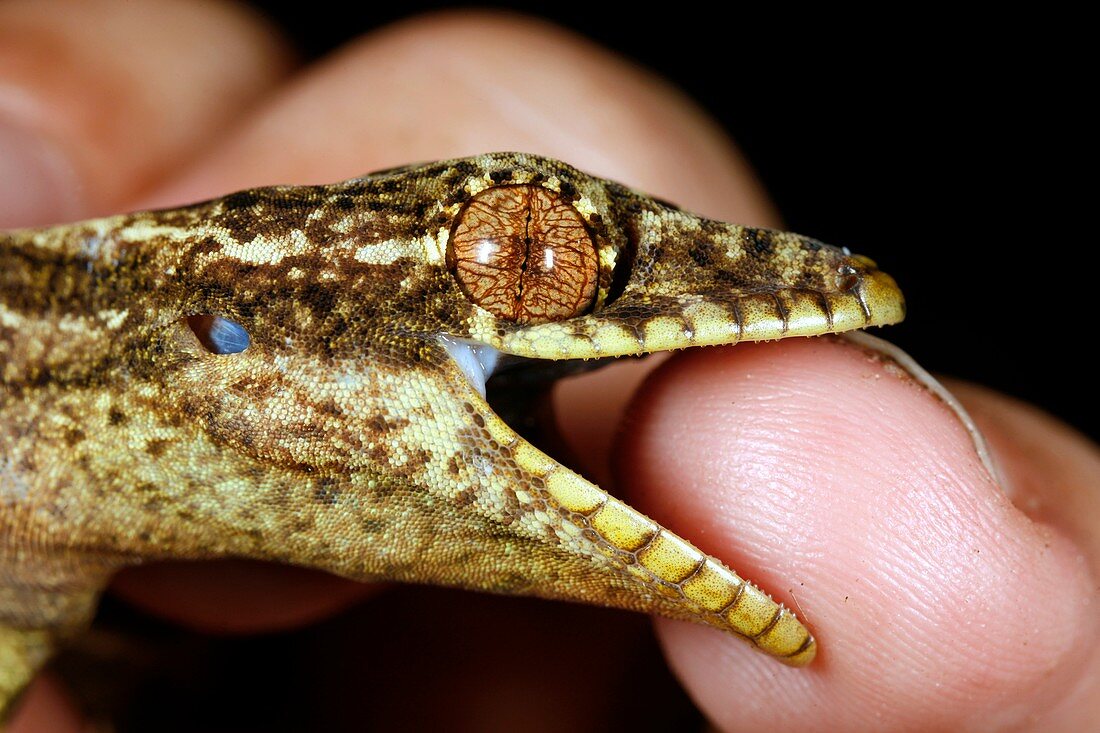 Turnip-tailed gecko biting