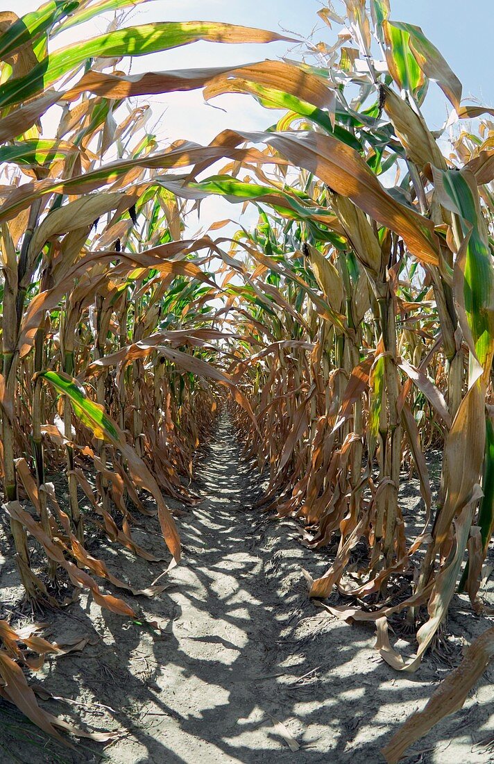 Damaged crops during a heatwave