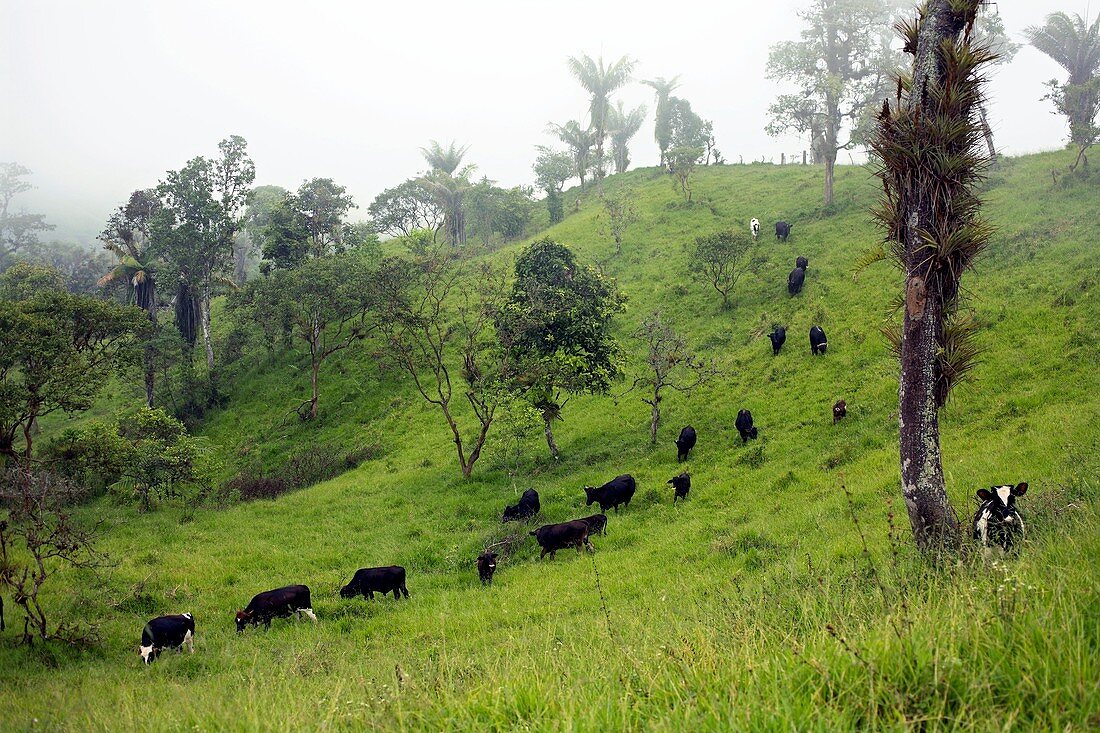 Cattle on deforested land,Ecuador