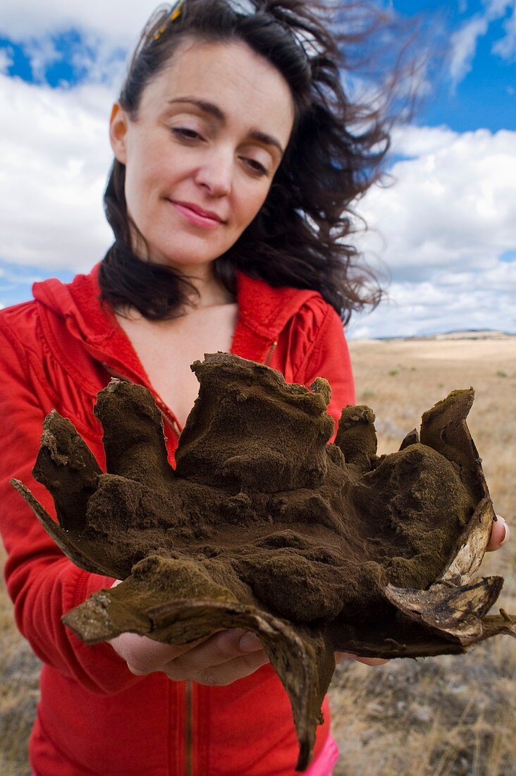 Woman holding split puffball fungus