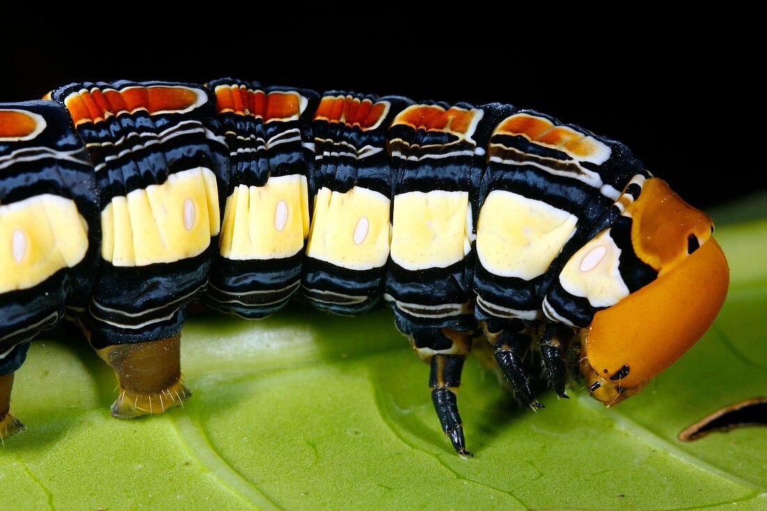 Hawkmoth caterpillar head
