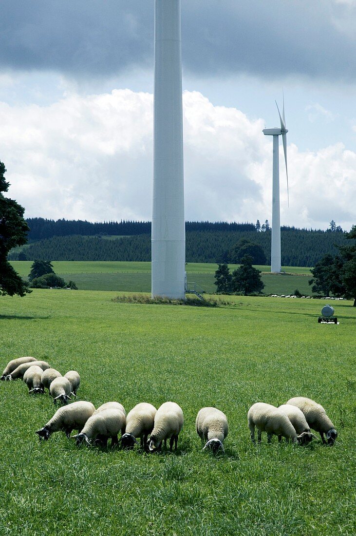 Sheep grazing by wind turbines