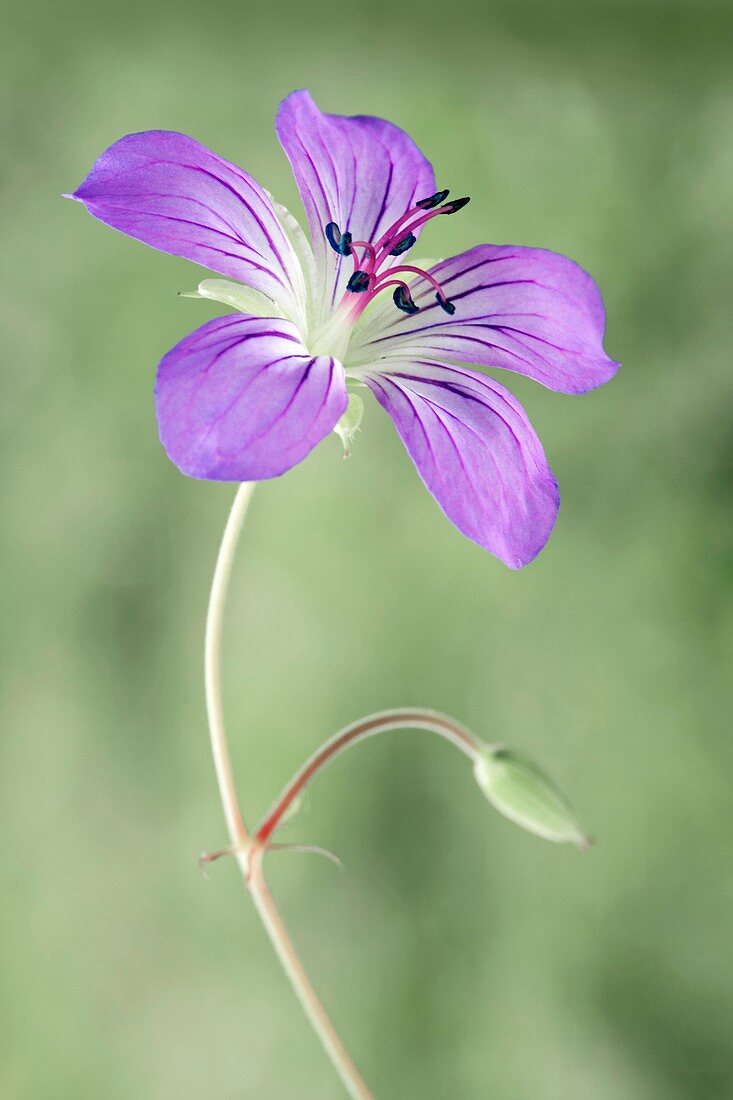 Geranium vlassovianum