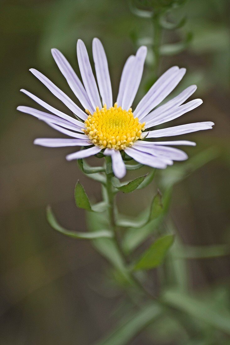 Heteropappus hispidus