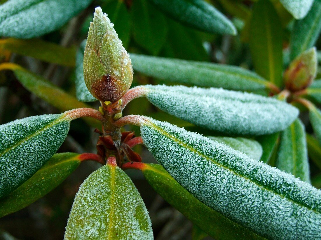 Frosted Rhododendron leaves and bud