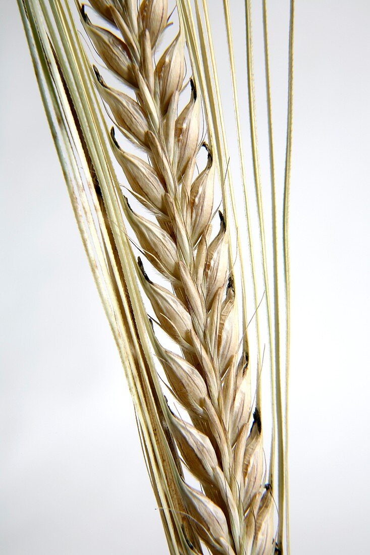 Wheat ear (Triticum sp.)
