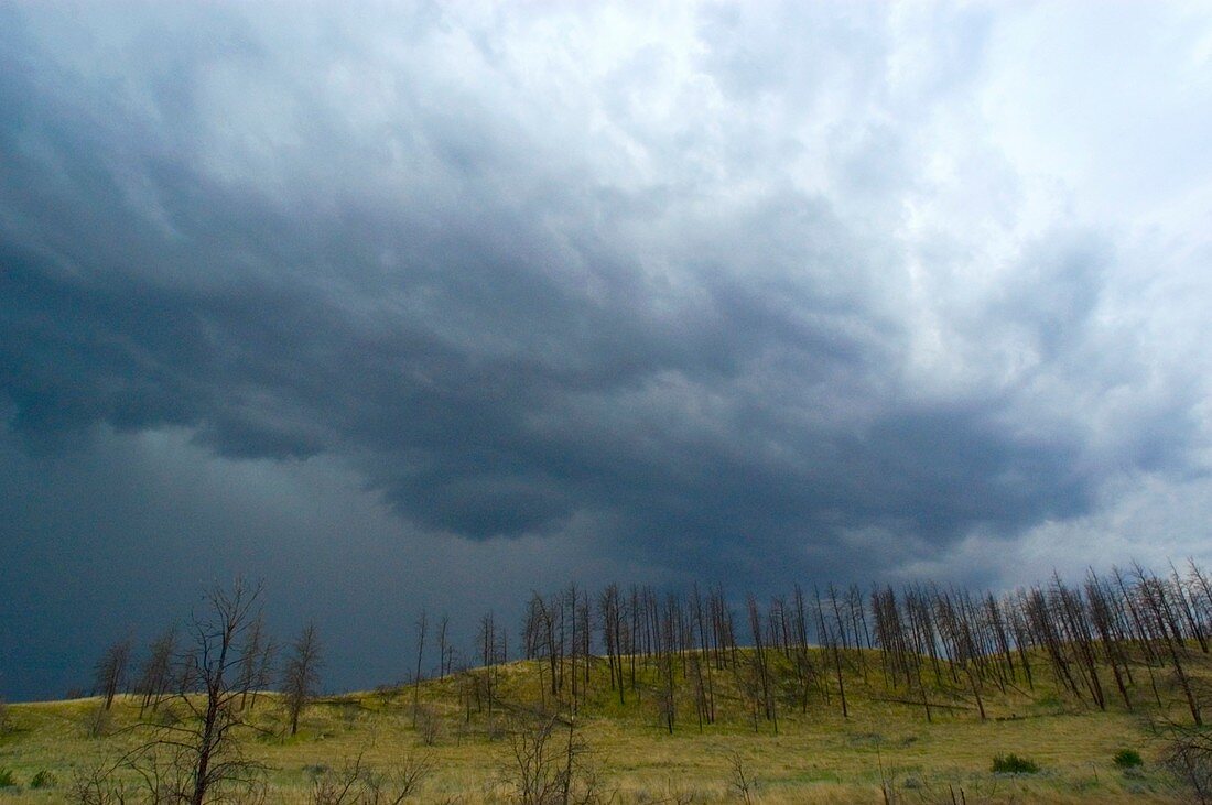 Stormy sky over burnt trees