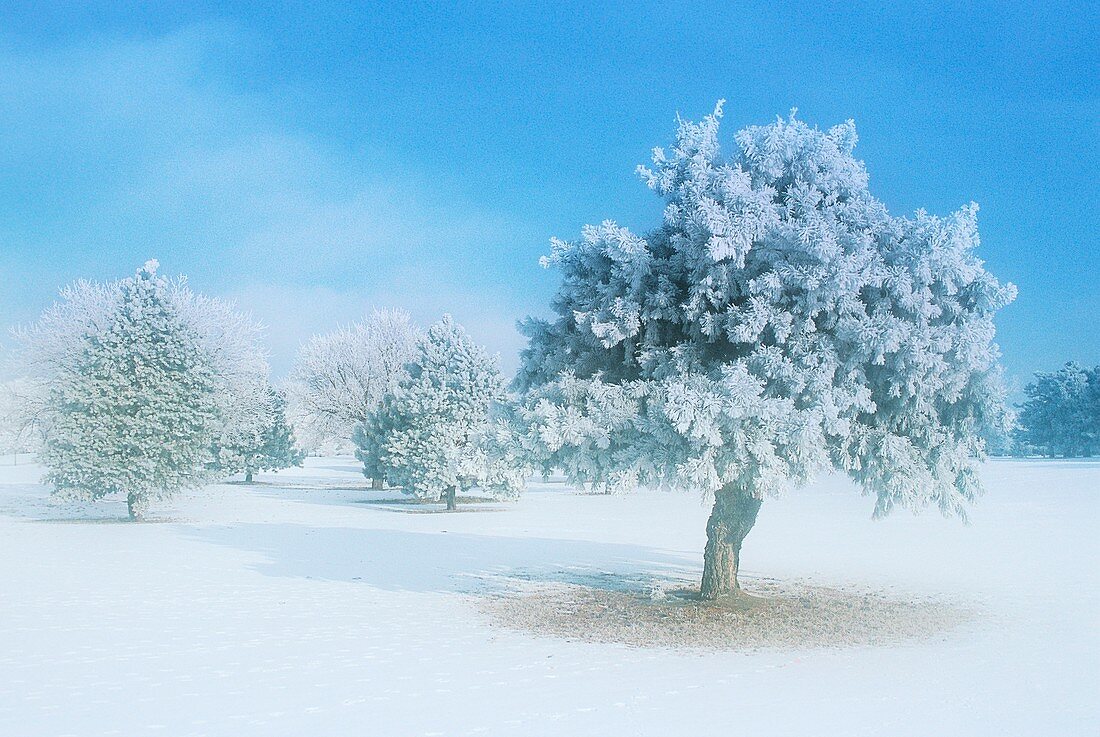 Frost-covered trees